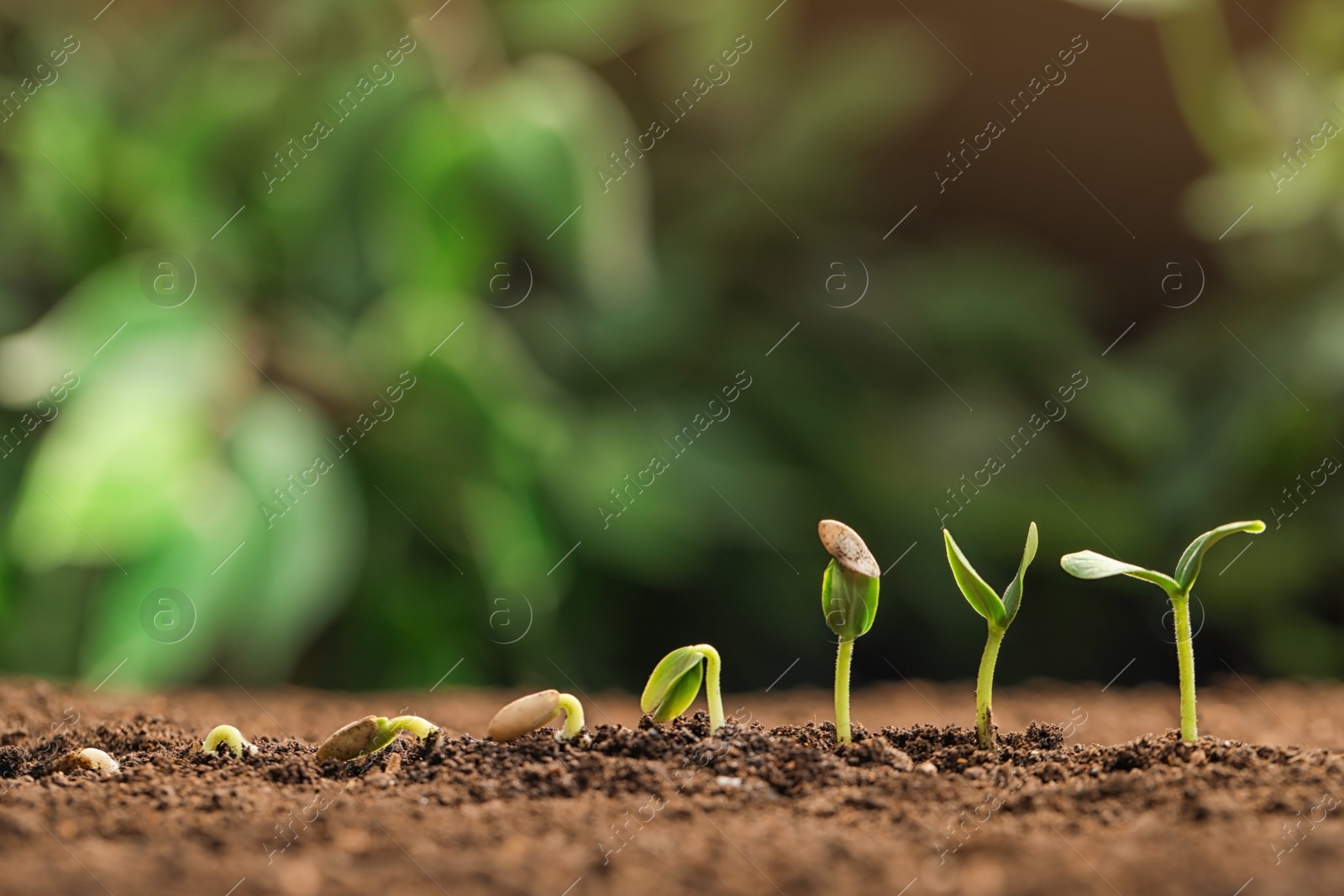 Photo of Little green seedlings growing in fertile soil against blurred background. Space for text