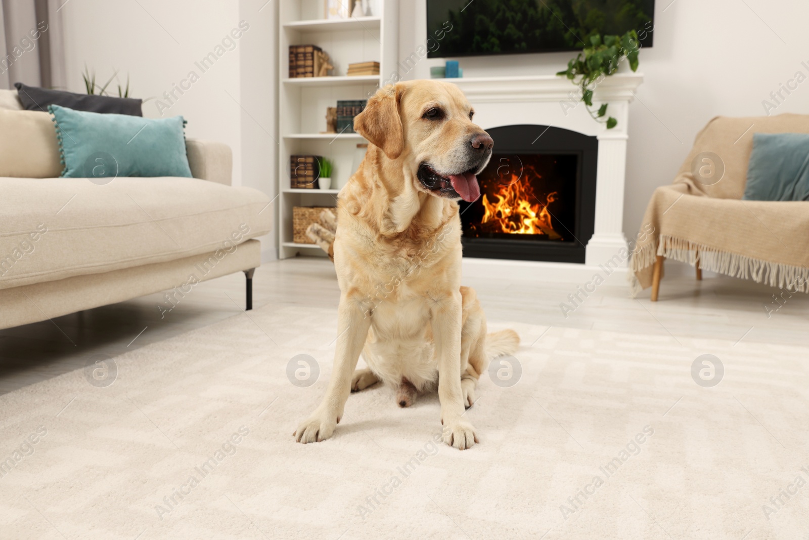 Photo of Cute Golden Labrador Retriever sitting on rug in stylish room