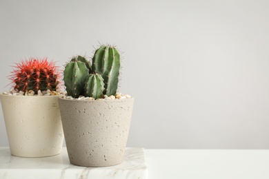 Beautiful cacti on table against grey background