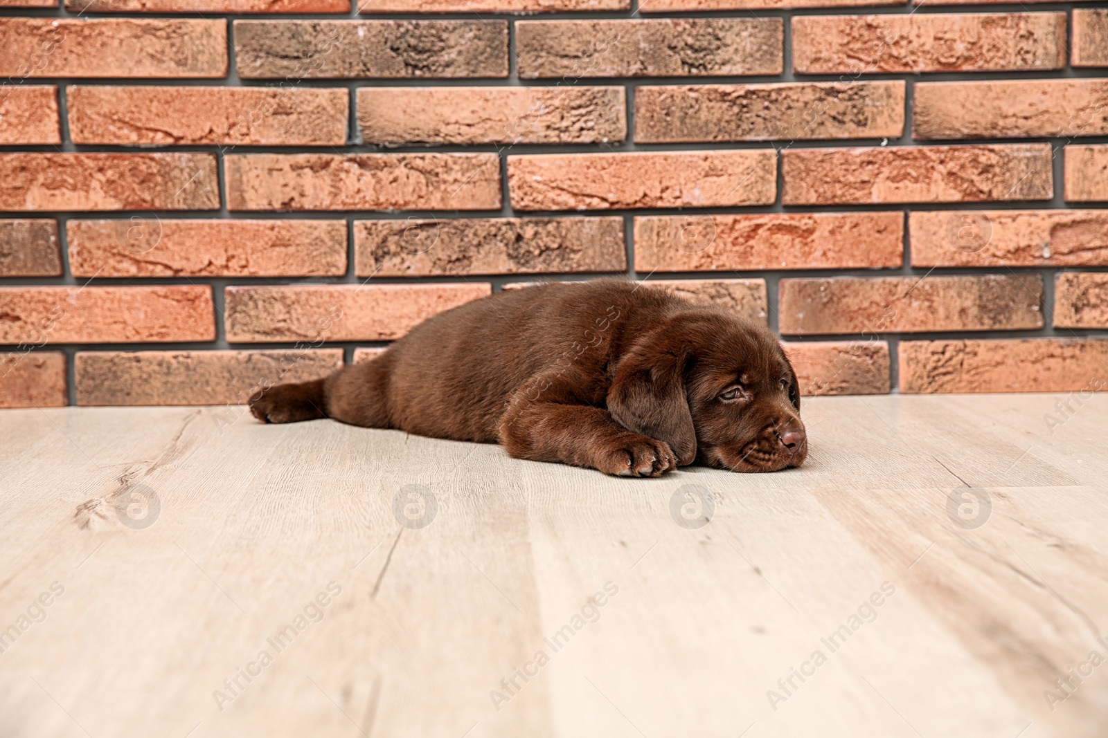 Photo of Chocolate Labrador Retriever puppy on floor near wall indoors