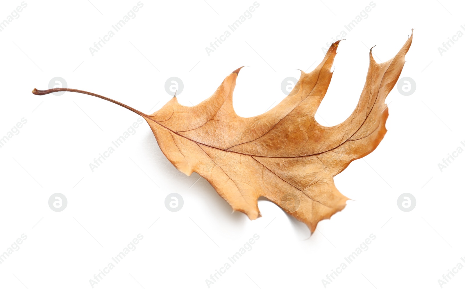 Photo of Beautiful autumn leaf on white background. Fall foliage