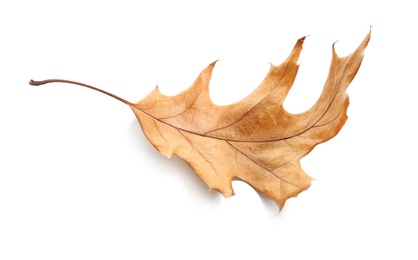 Photo of Beautiful autumn leaf on white background. Fall foliage