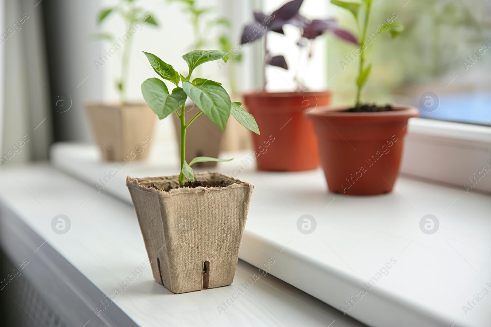 Photo of Green pepper seedling in peat pot on window sill indoors