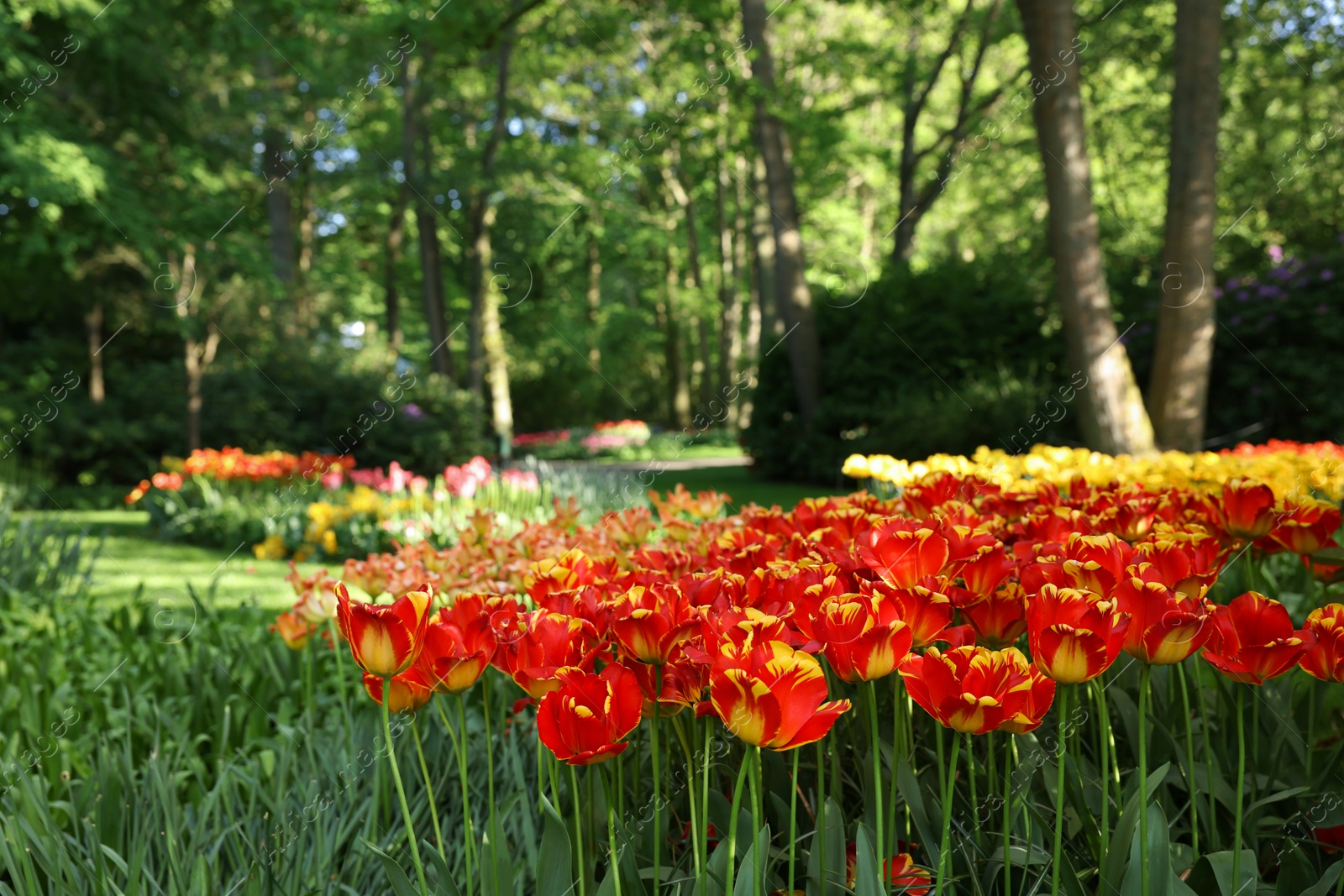 Photo of Many beautiful flowers growing in park on sunny day. Spring season