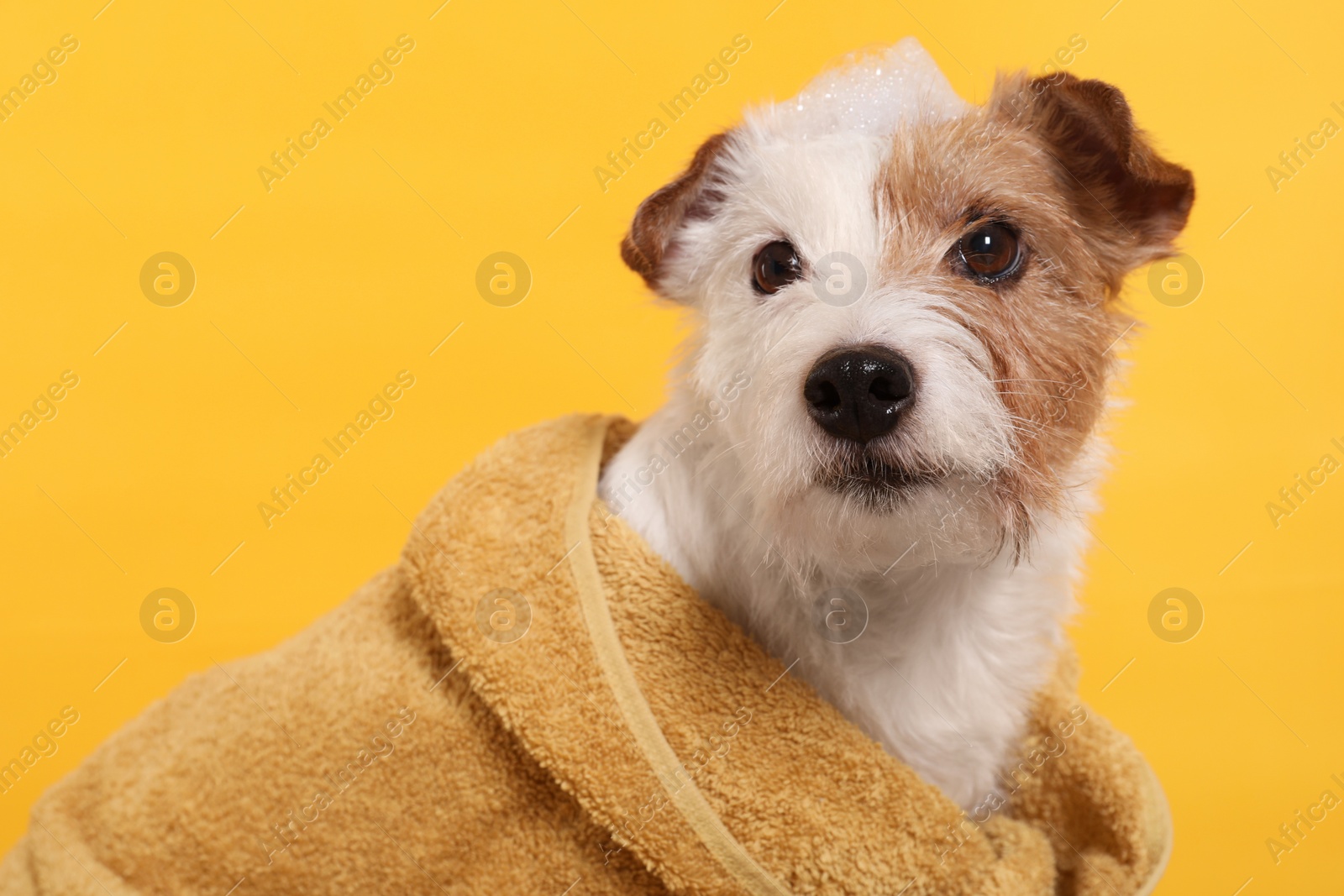 Photo of Portrait of cute dog in towel with shampoo foam on head against yellow background