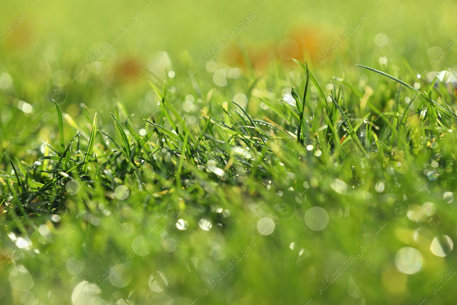 Photo of Beautiful green grass with dew on nice sunny morning, closeup