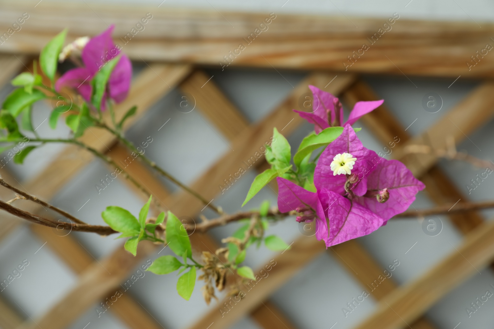 Photo of Beautiful tropical plant with purple flowers on blurred background, closeup