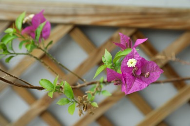 Beautiful tropical plant with purple flowers on blurred background, closeup