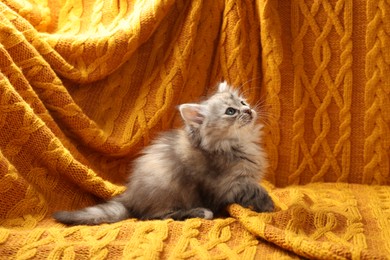 Cute kitten on orange knitted blanket. Baby animal