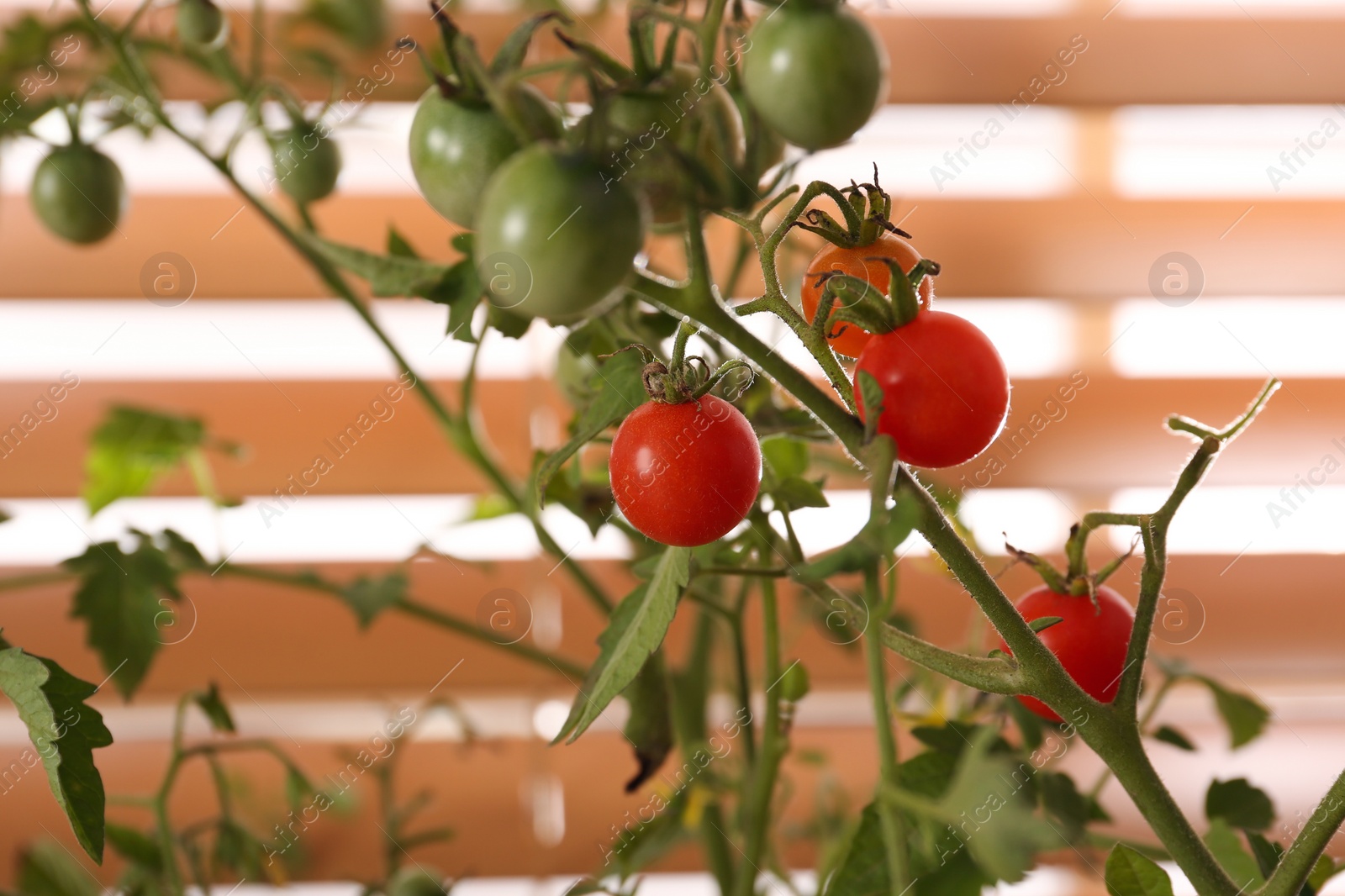 Photo of Tomato bush with ripening fruits on blurred background, closeup