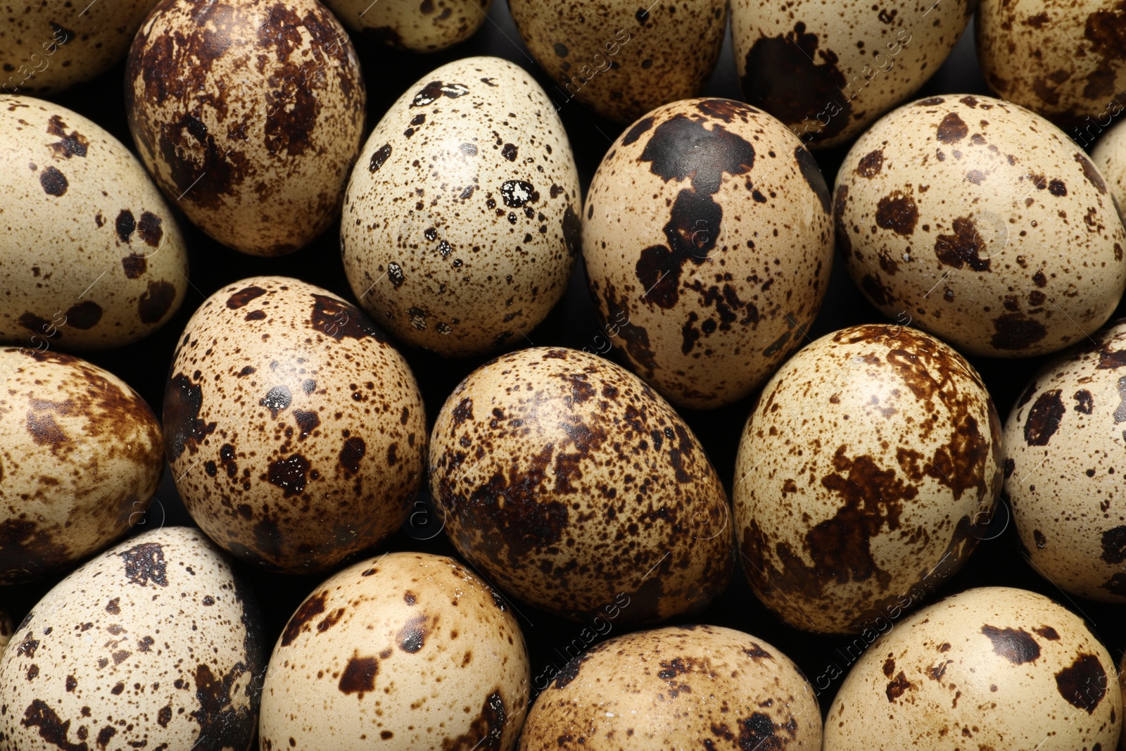 Photo of Many fresh quail eggs as background, closeup