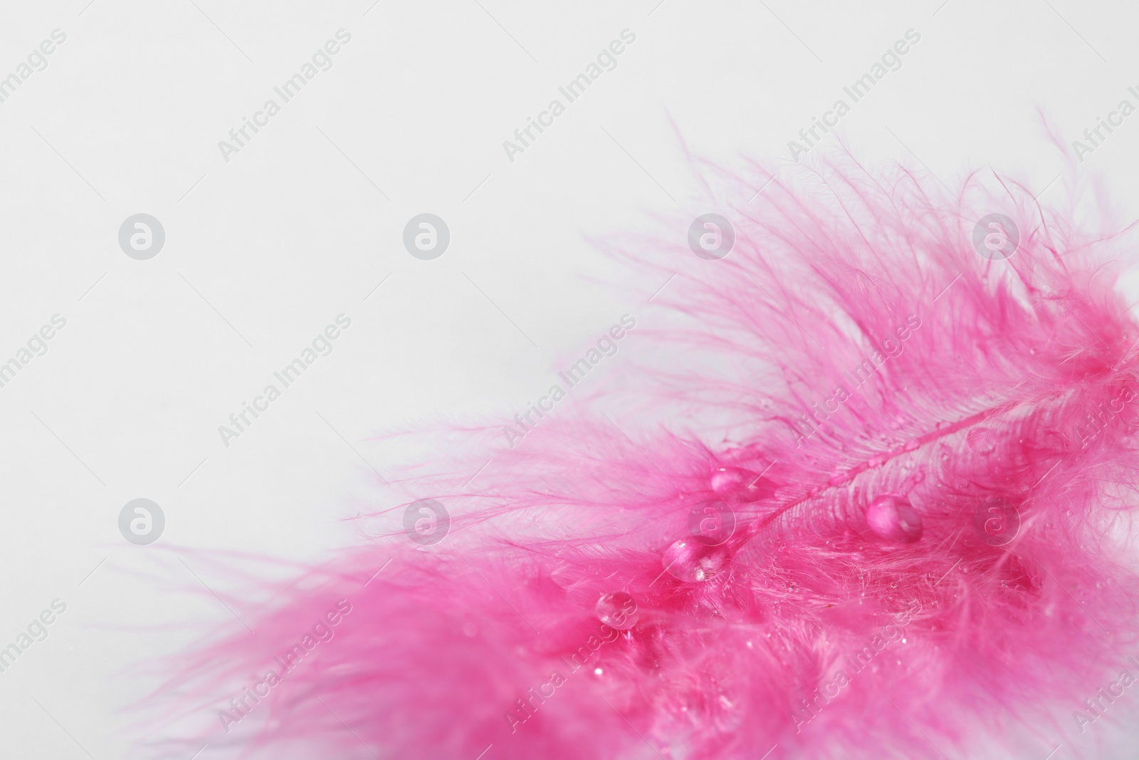 Photo of Closeup view of beautiful feather with dew drops on white background, space for text