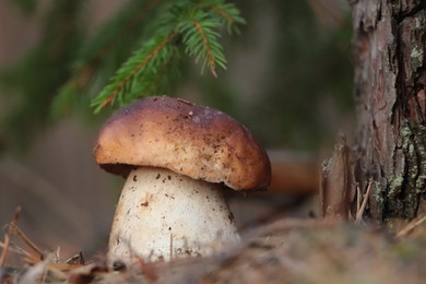 Photo of Beautiful porcini mushroom growing in forest on autumn day