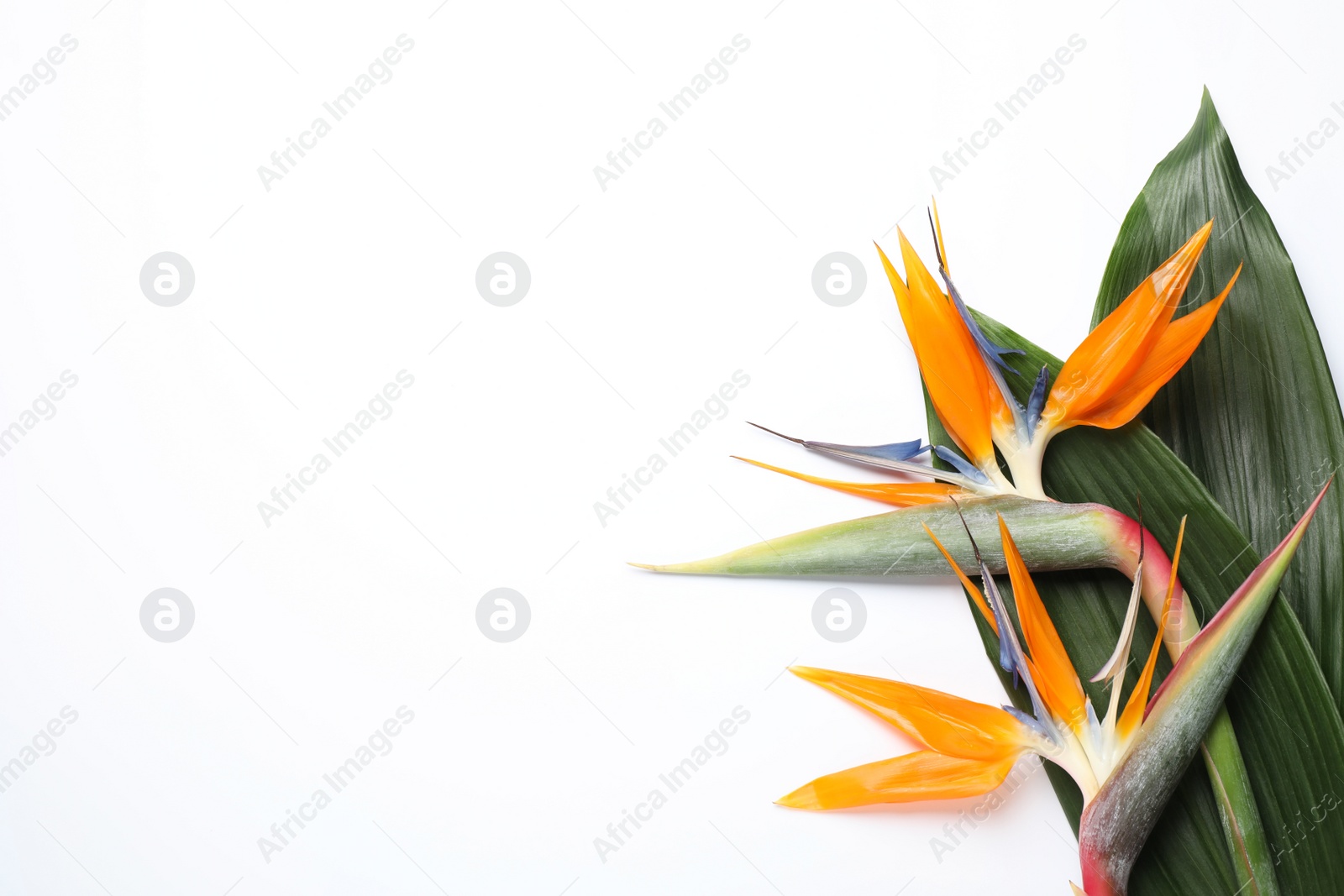 Photo of Bird of Paradise tropical flowers on white background, top view