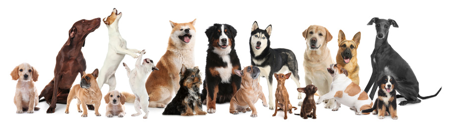 Collage with different dogs on white background. Banner design