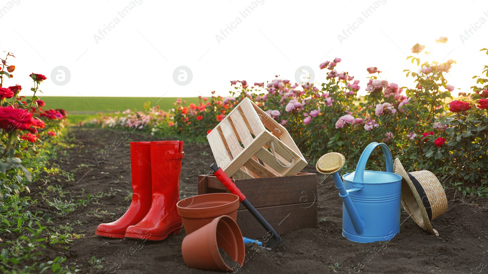 Photo of Straw hat, rubber boots, gardening tools and equipment near rose bushes outdoors