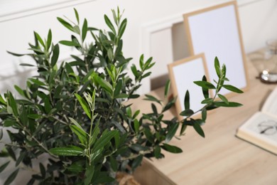 Photo of Beautiful young olive tree near table indoors, closeup. Interior element