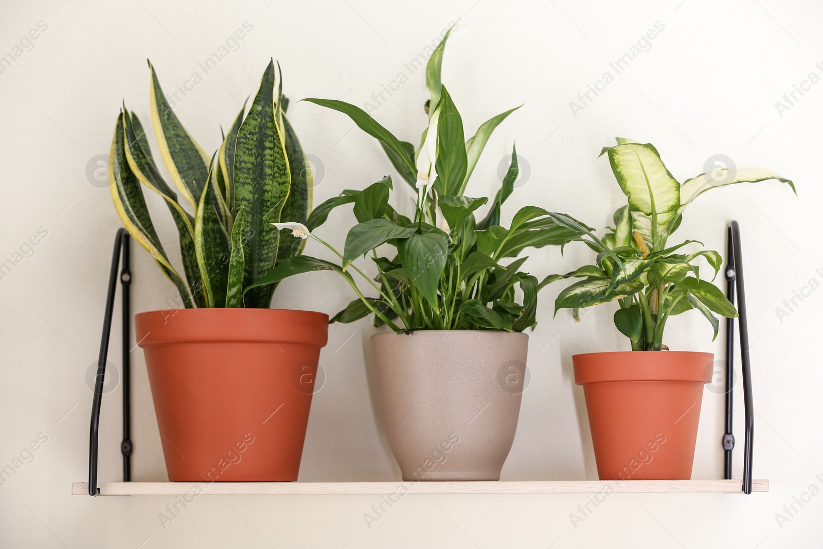 Photo of Different home plants on shelf near light wall