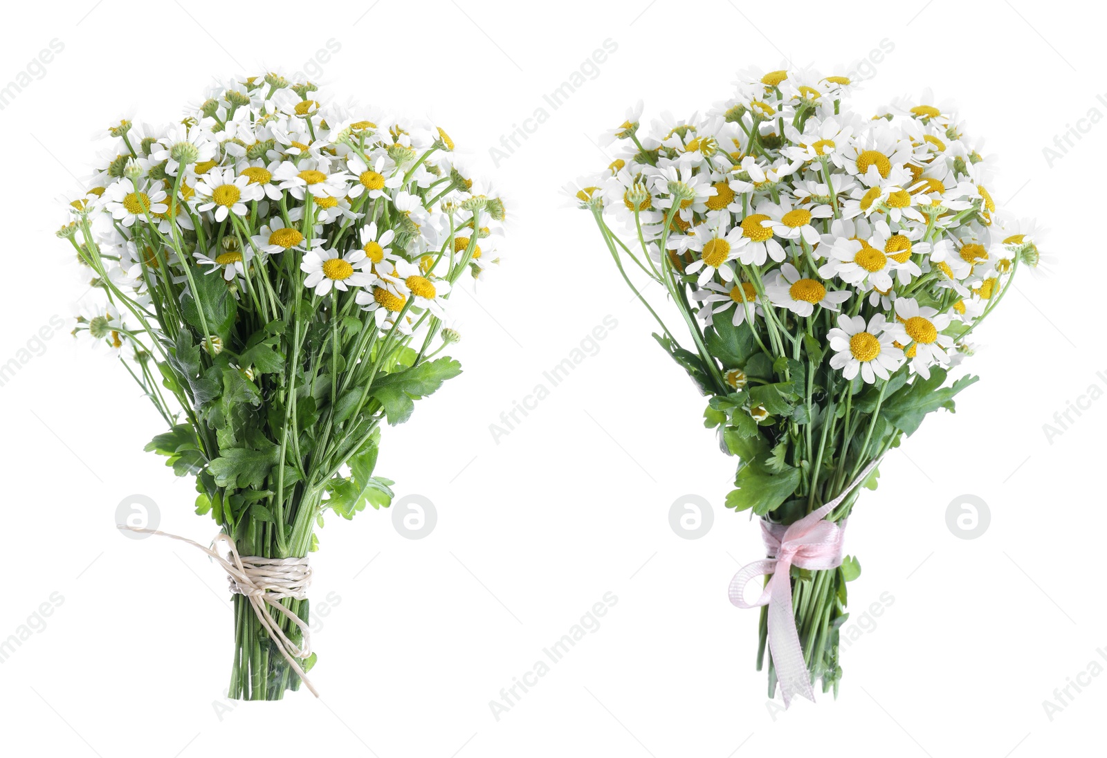 Image of Beautiful bouquets of chamomile flowers on white background