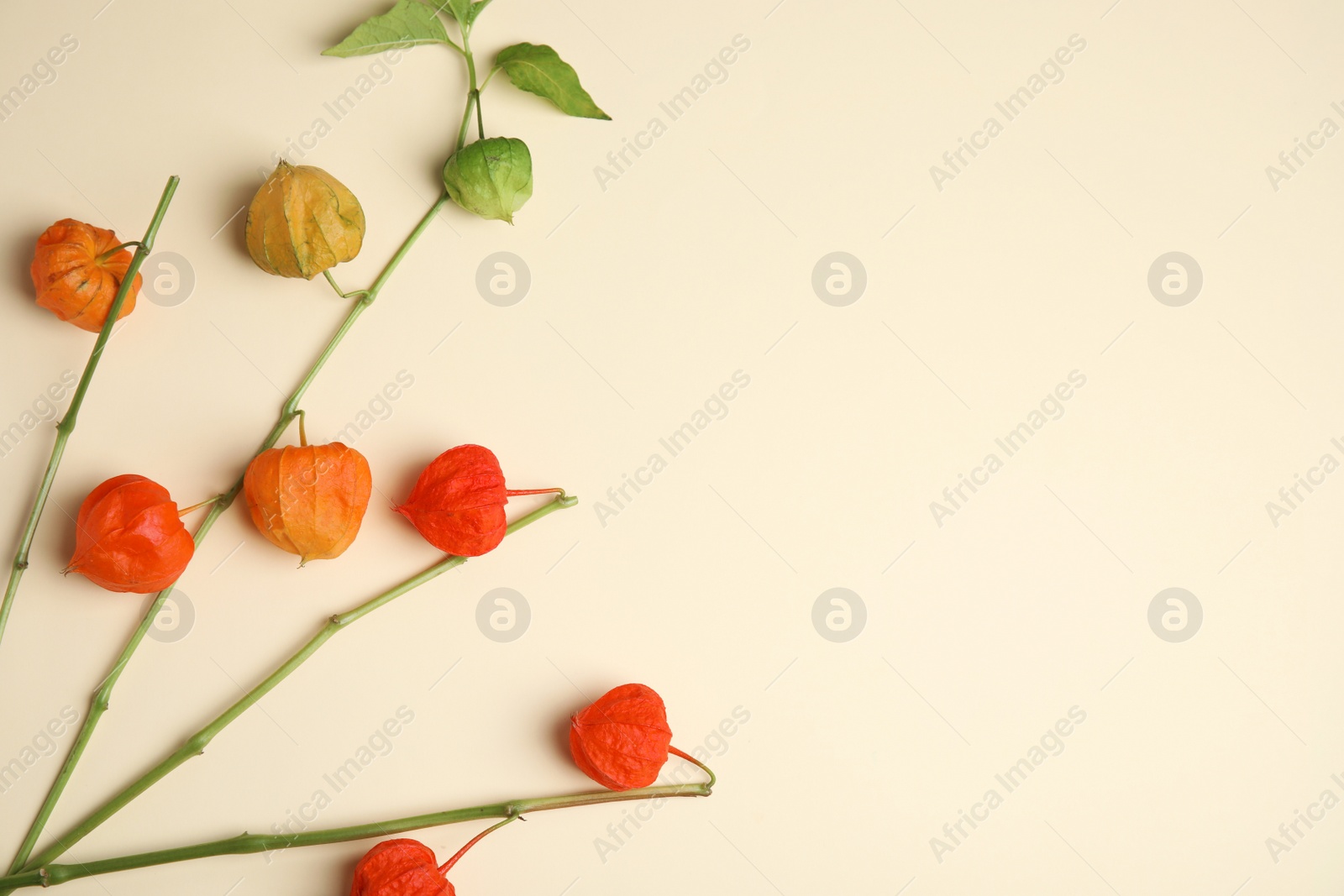 Photo of Physalis branches with colorful sepals on beige background, flat lay. Space for text