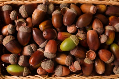 Photo of Many acorns in wicker basket, closeup view