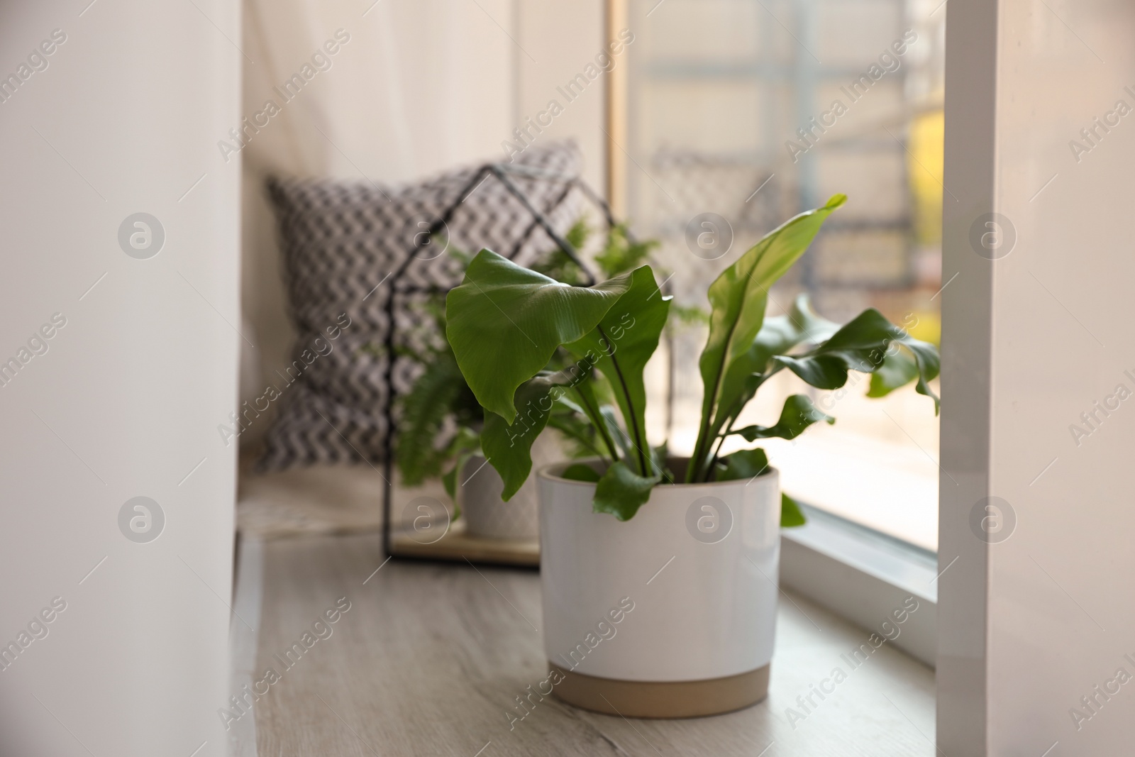 Photo of Beautiful potted fern on window sill indoors