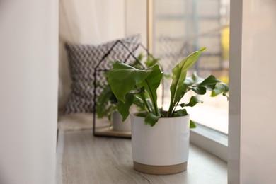 Beautiful potted fern on window sill indoors