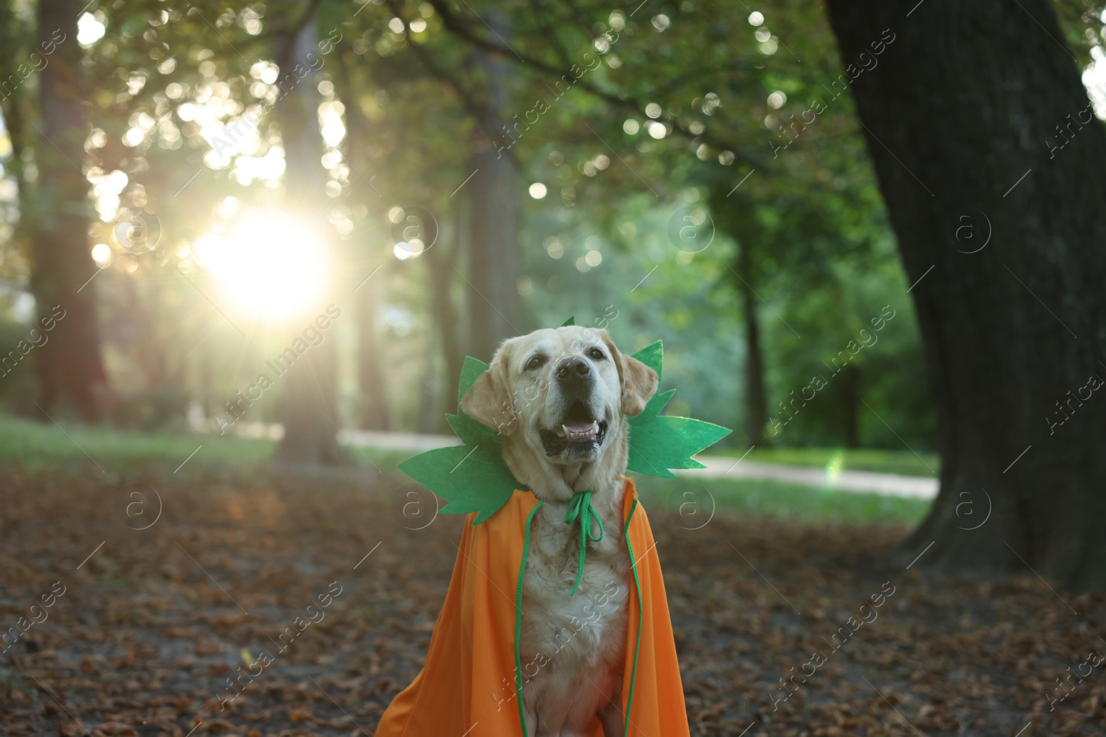 Photo of Cute Labrador Retriever dog wearing Halloween costume in autumn park