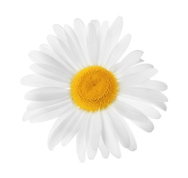 Photo of Beautiful blooming chamomile flower isolated on white