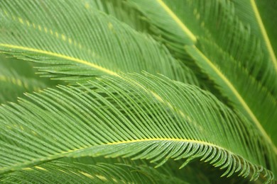 Photo of Closeup view of beautiful tropical palm leaves