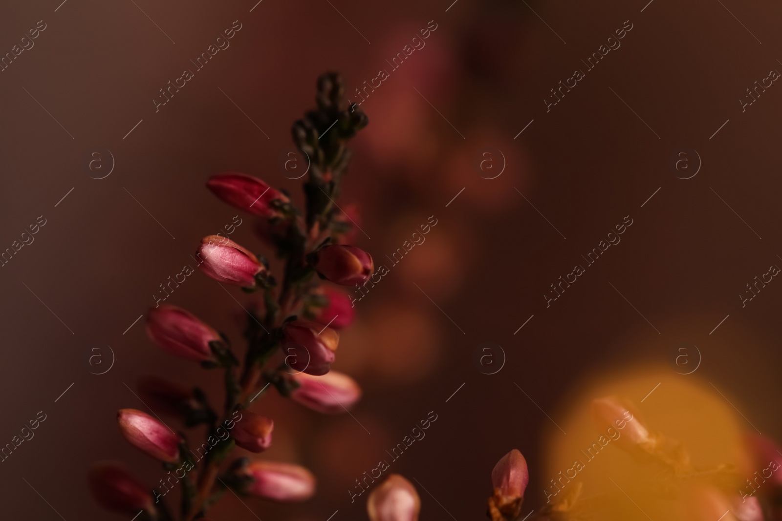 Photo of Heather twig with beautiful flowers on blurred background, closeup. Space for text