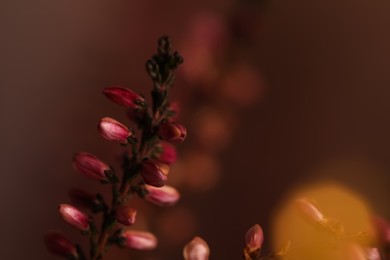 Photo of Heather twig with beautiful flowers on blurred background, closeup. Space for text