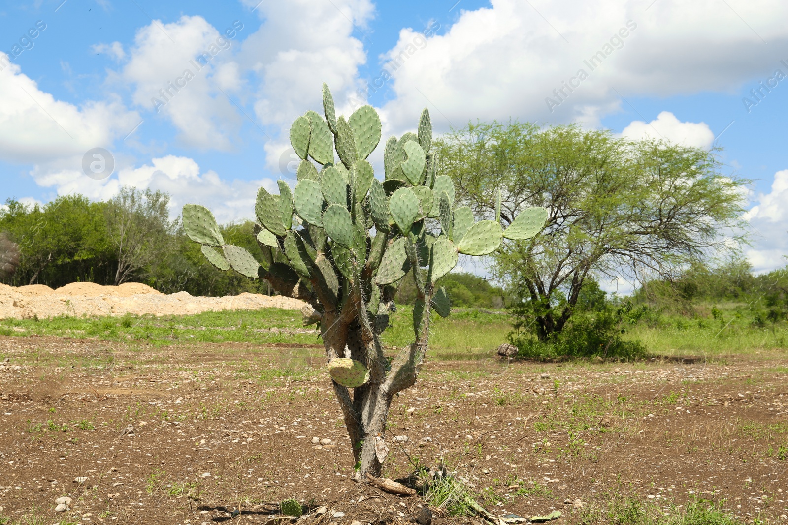 Photo of Beautiful green prickly pear cactus growing outdoors