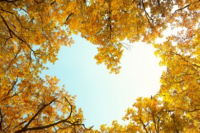 Sky visible through heart shaped gap formed of autumn trees crowns, bottom view