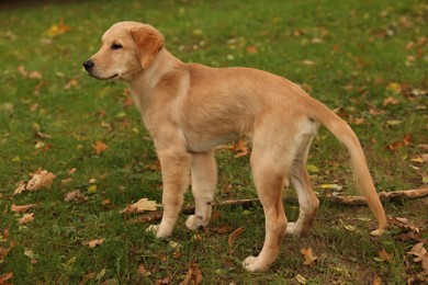 Photo of Cute Labrador Retriever puppy on green grass in park