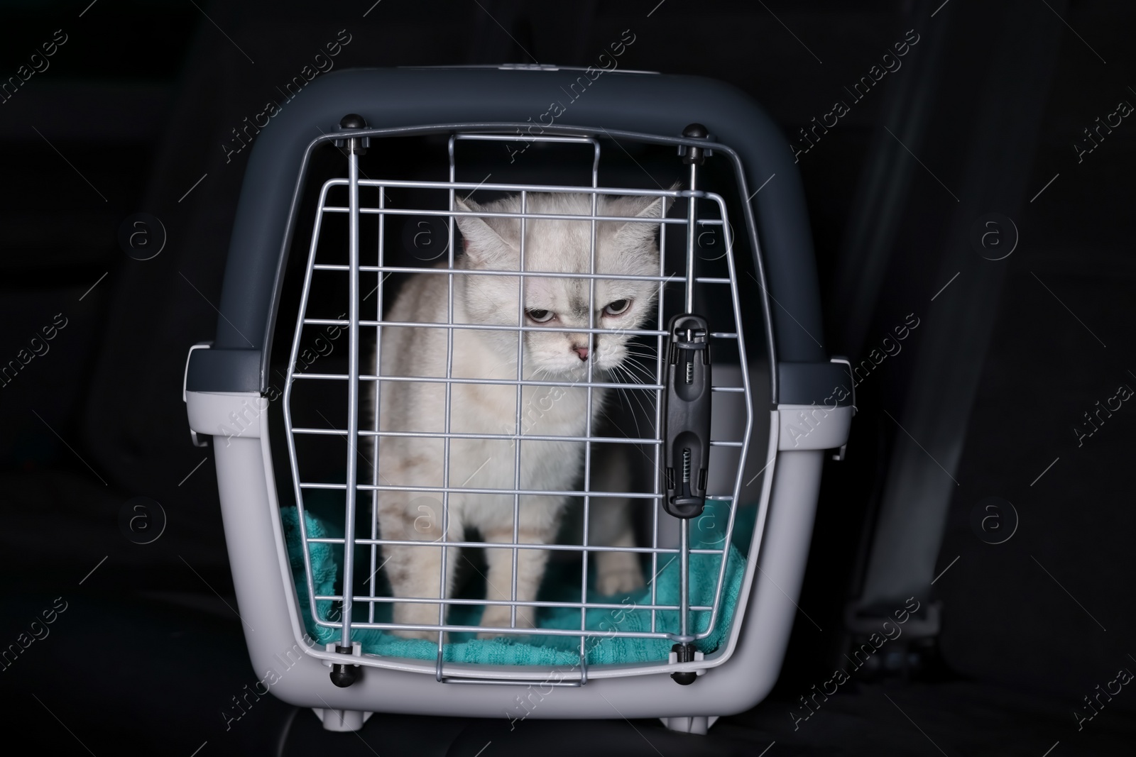 Photo of Cute white British Shorthair cat inside pet carrier in car