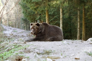 Adorable brown bear in zoo. Wild animal