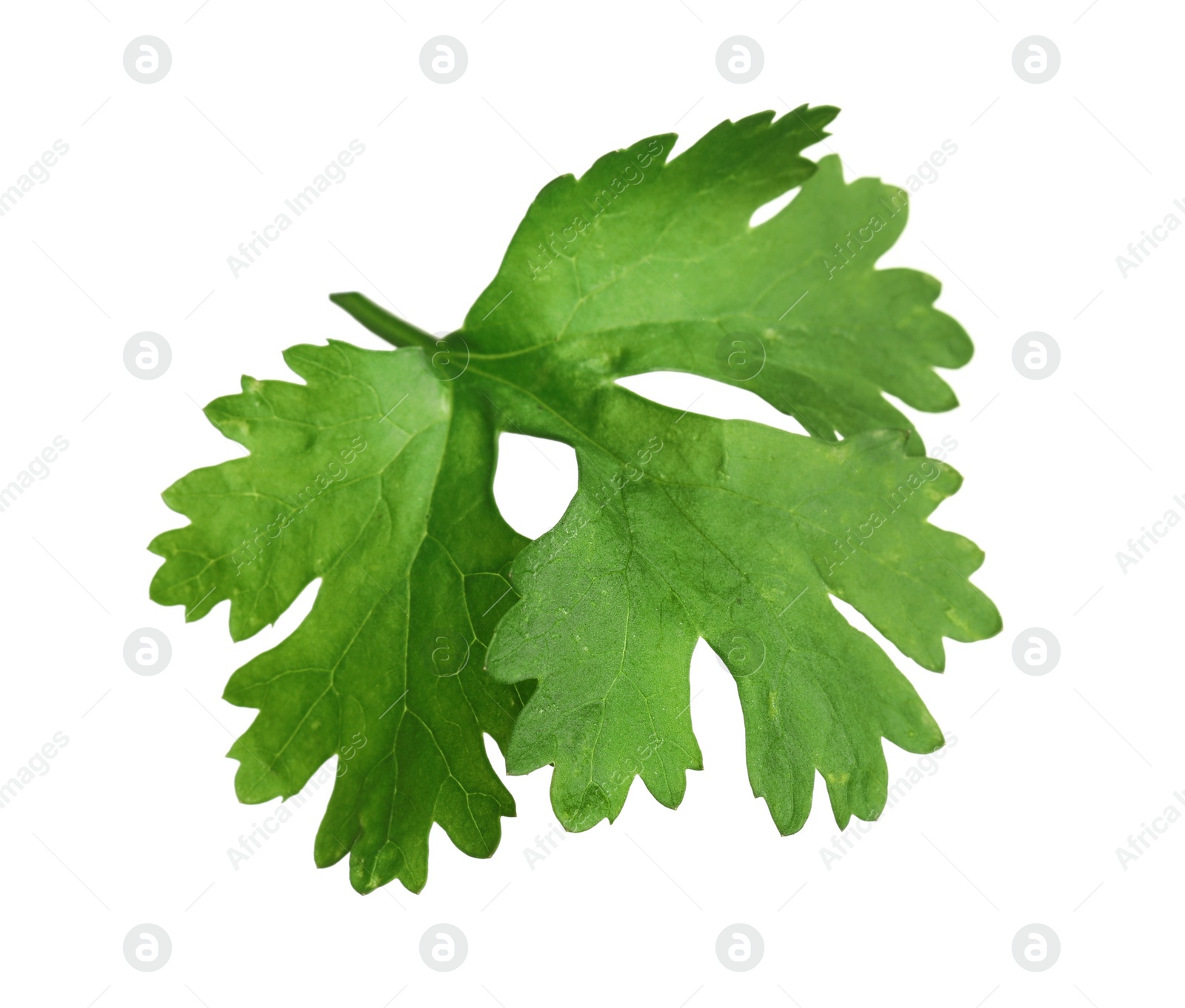 Photo of Fresh green coriander leaf isolated on white