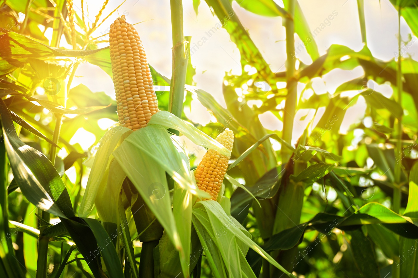 Image of Sunlit corn field with ripening cobs, closeup view