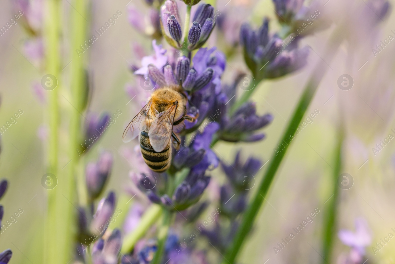 Photo of Honeybee collecting nectar from beautiful lavender flower outdoors, closeup