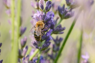 Honeybee collecting nectar from beautiful lavender flower outdoors, closeup