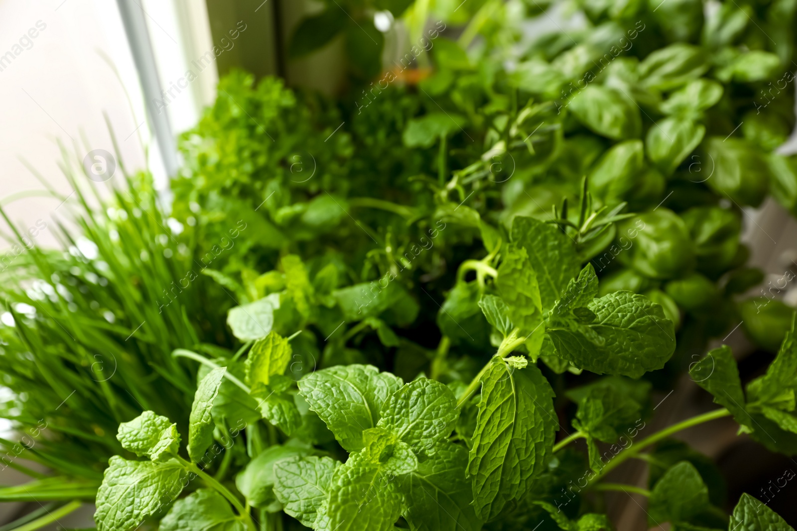 Photo of Different aromatic herbs on blurred background, closeup