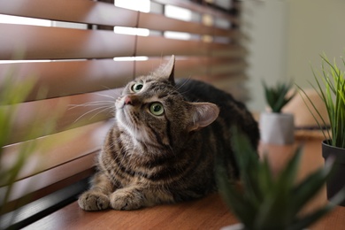 Adorable cat and houseplants on window sill at home