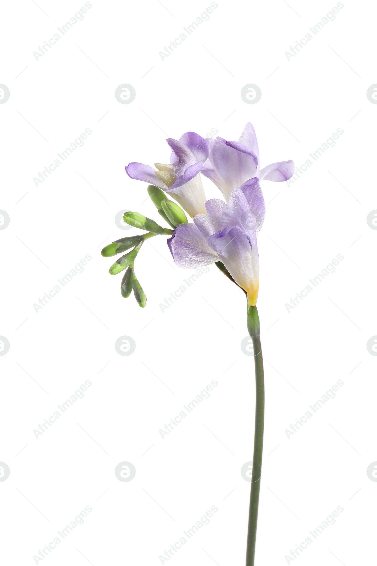 Photo of Beautiful violet freesia flower isolated on white