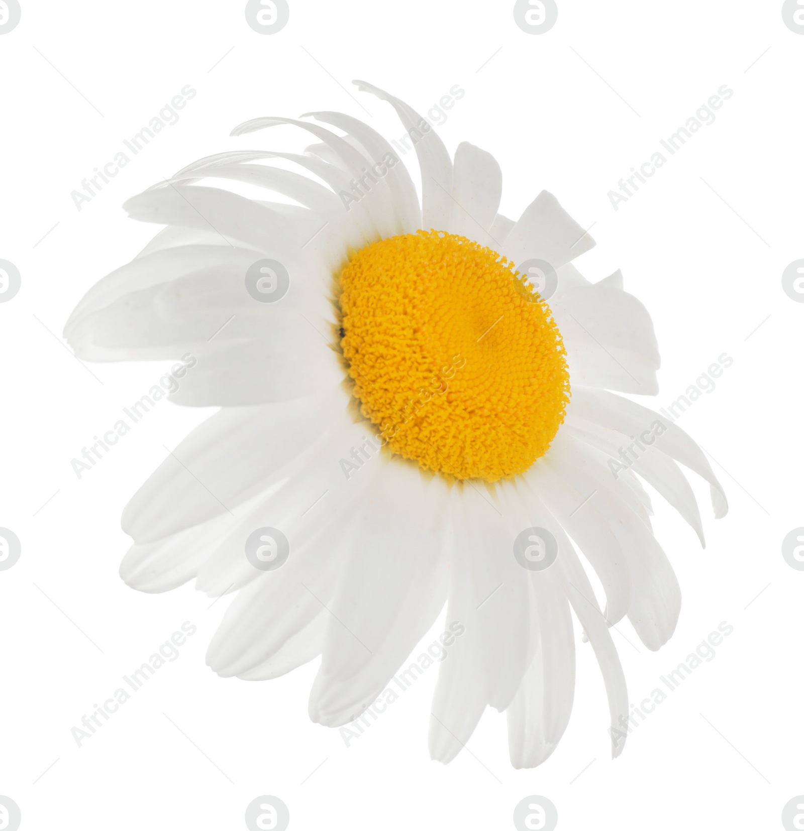 Photo of Beautiful blooming chamomile flower isolated on white