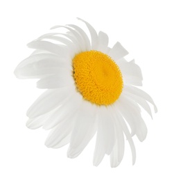 Photo of Beautiful blooming chamomile flower isolated on white