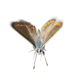 Beautiful bright butterfly flying on white background