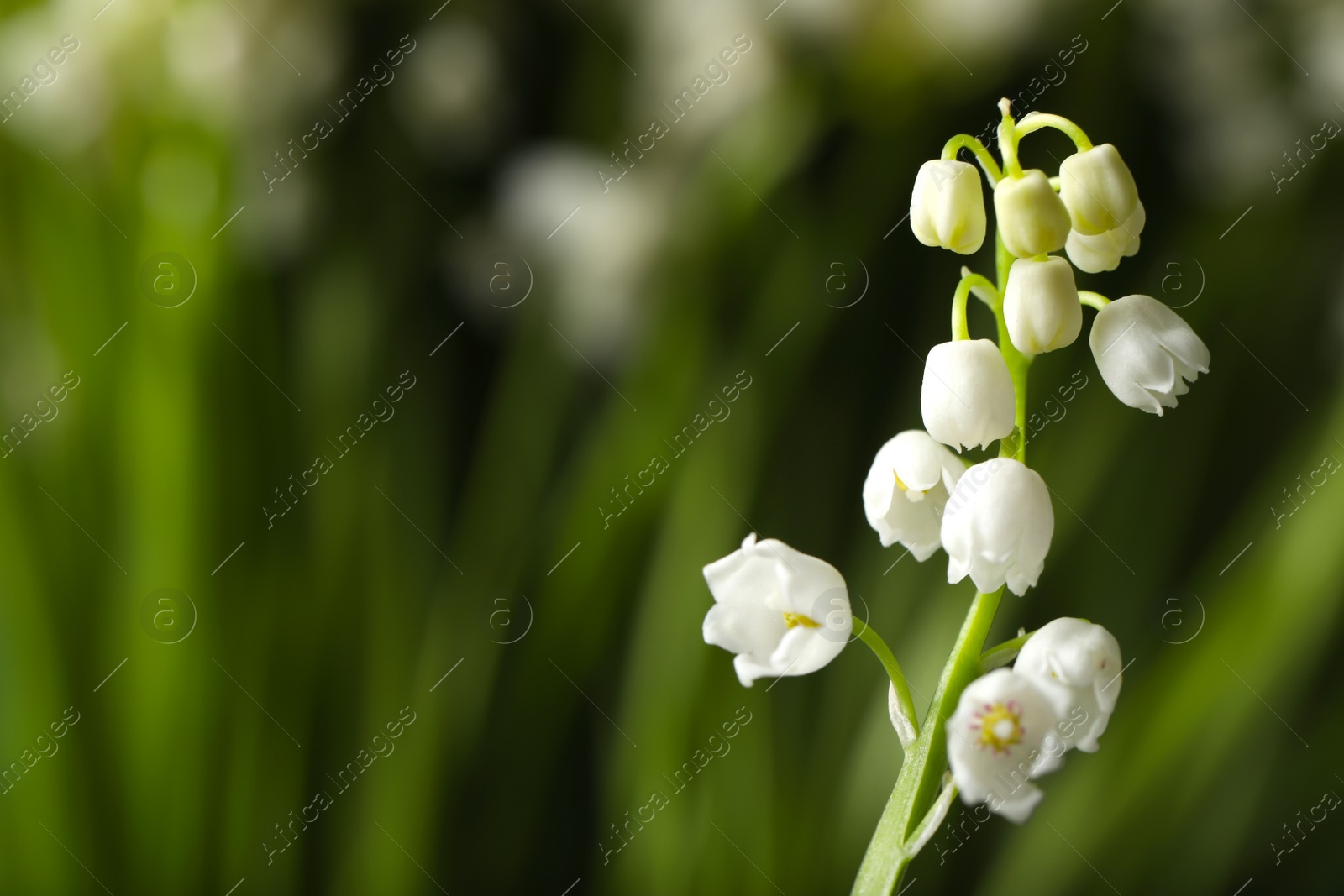 Photo of Beautiful lily of the valley on blurred background, closeup. Space for text