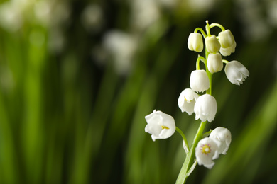 Beautiful lily of the valley on blurred background, closeup. Space for text