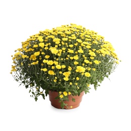 Pot with beautiful colorful chrysanthemum flowers on white background